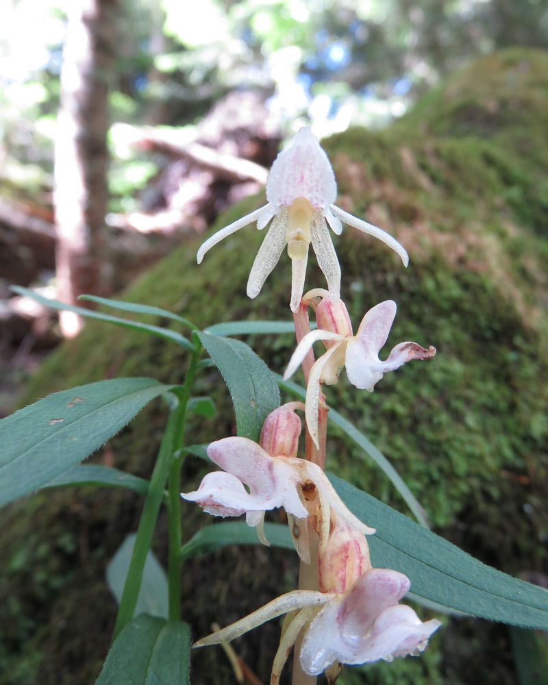 Ghost Orchid