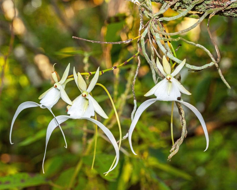 Ghost Orchid