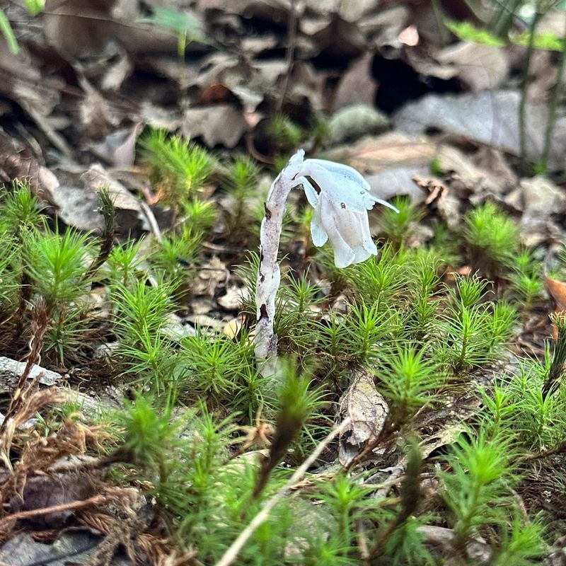 Ghost Pipe