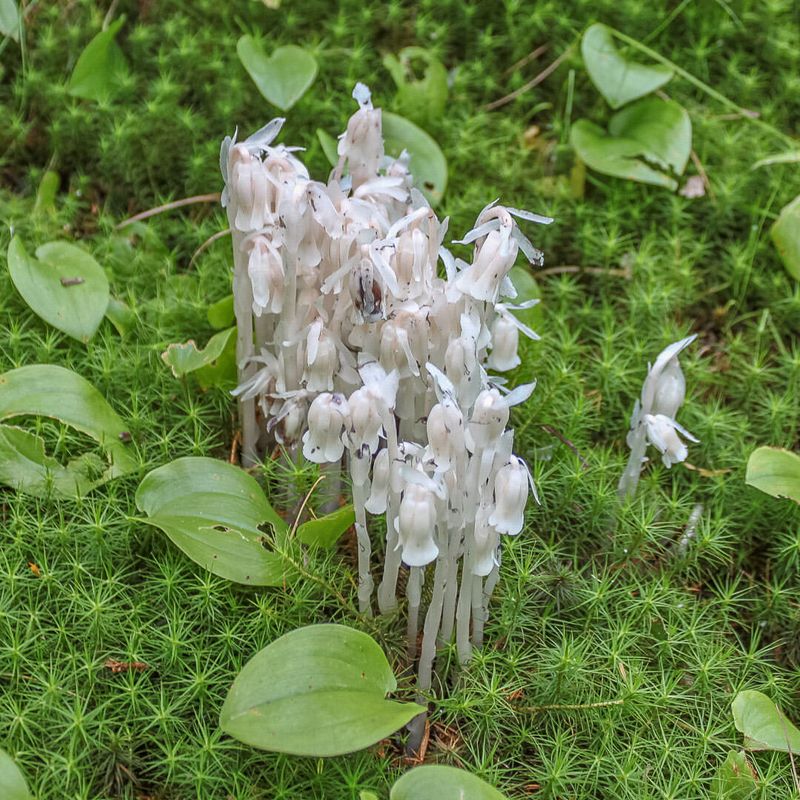 Ghost Plant