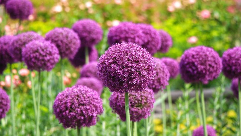 Giant Allium