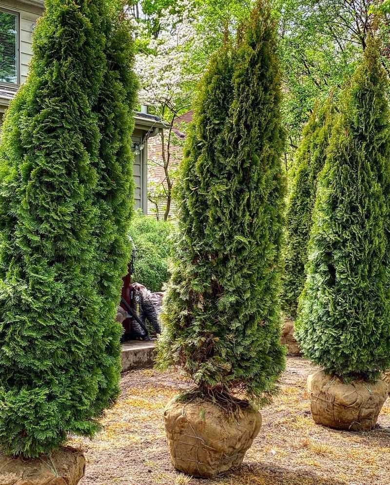 Giant Arborvitae