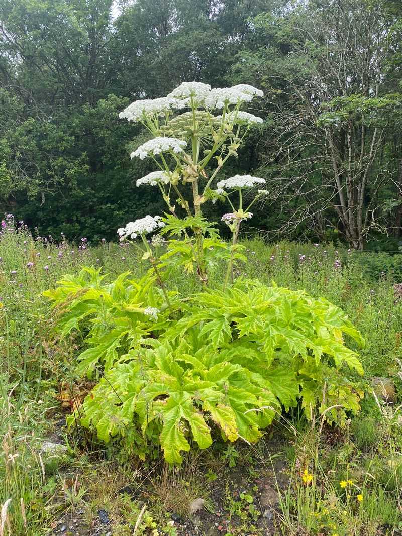 Giant Hogweed