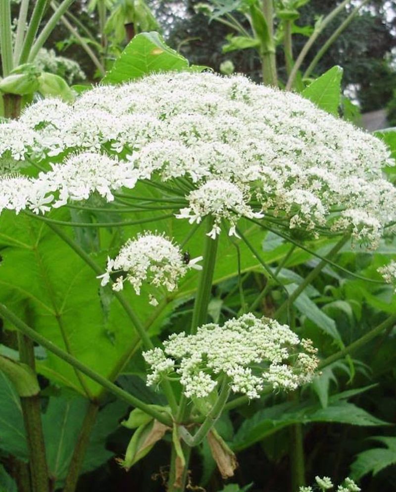 Giant Hogweed