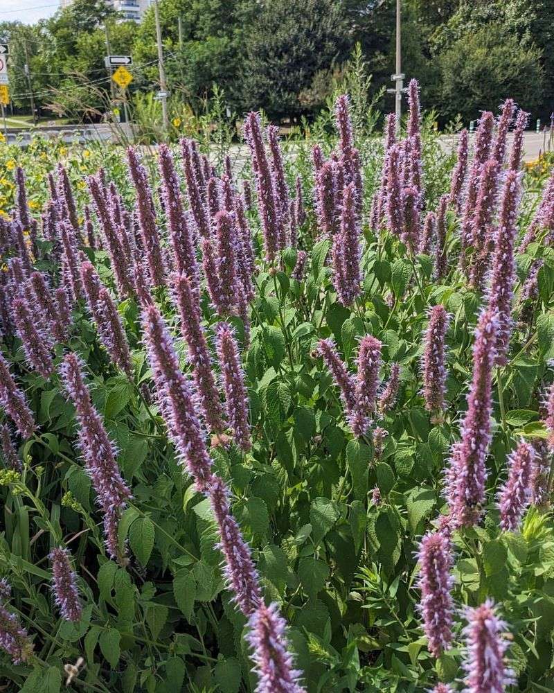 Giant Hyssop