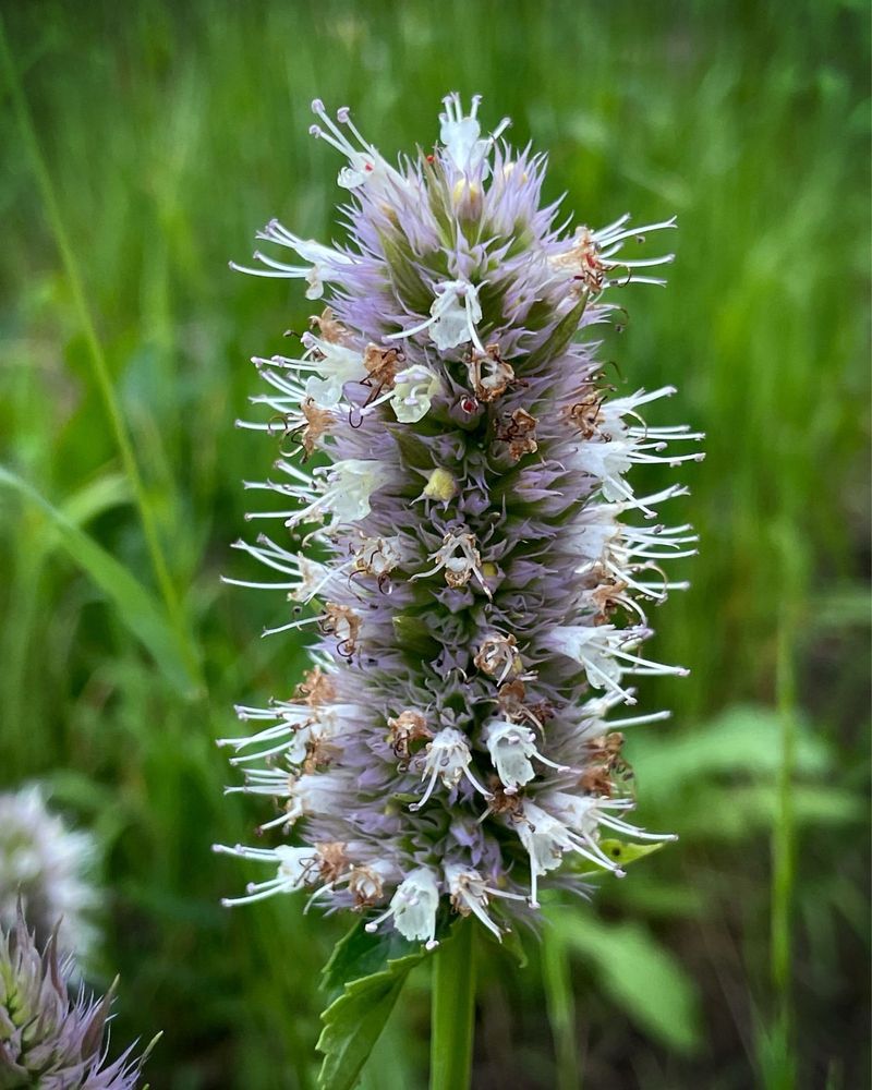 Giant Hyssop