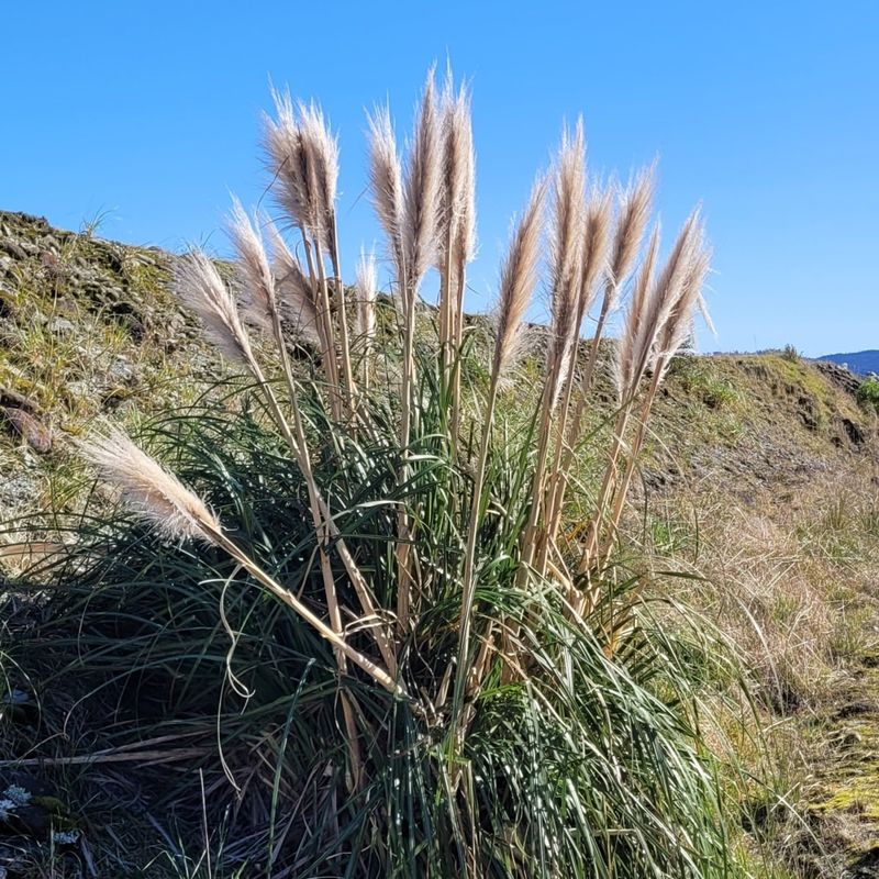 Giant Reed Grass