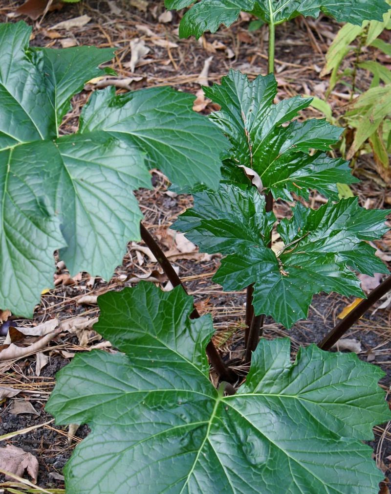 Giant Rhubarb