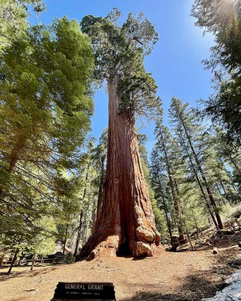 Giant Sequoia