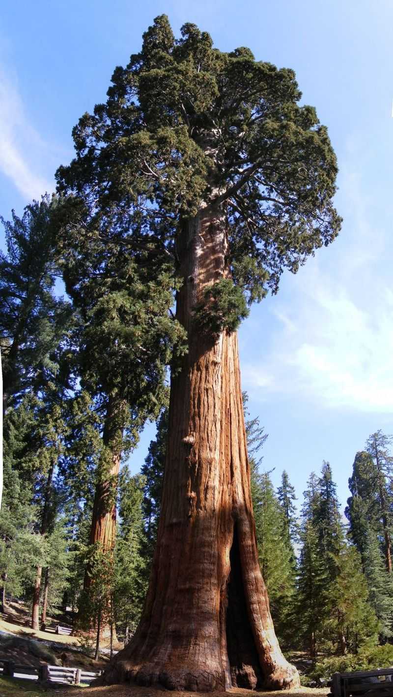 Giant Sequoia