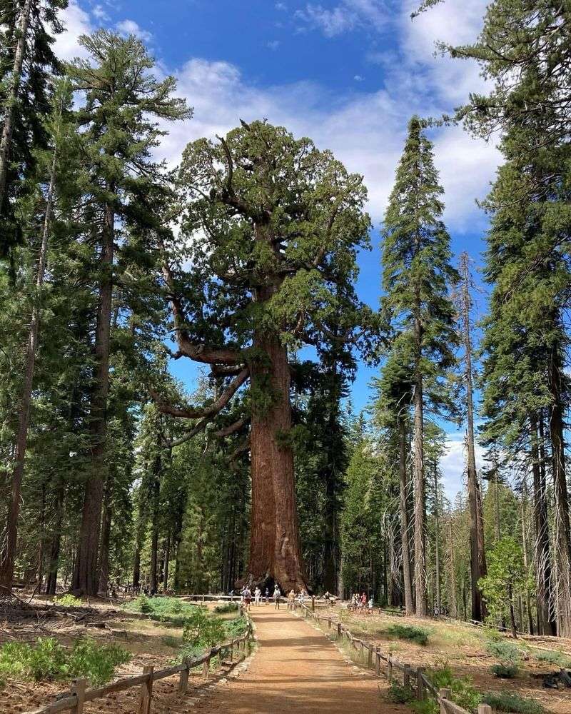 Giant Sequoia