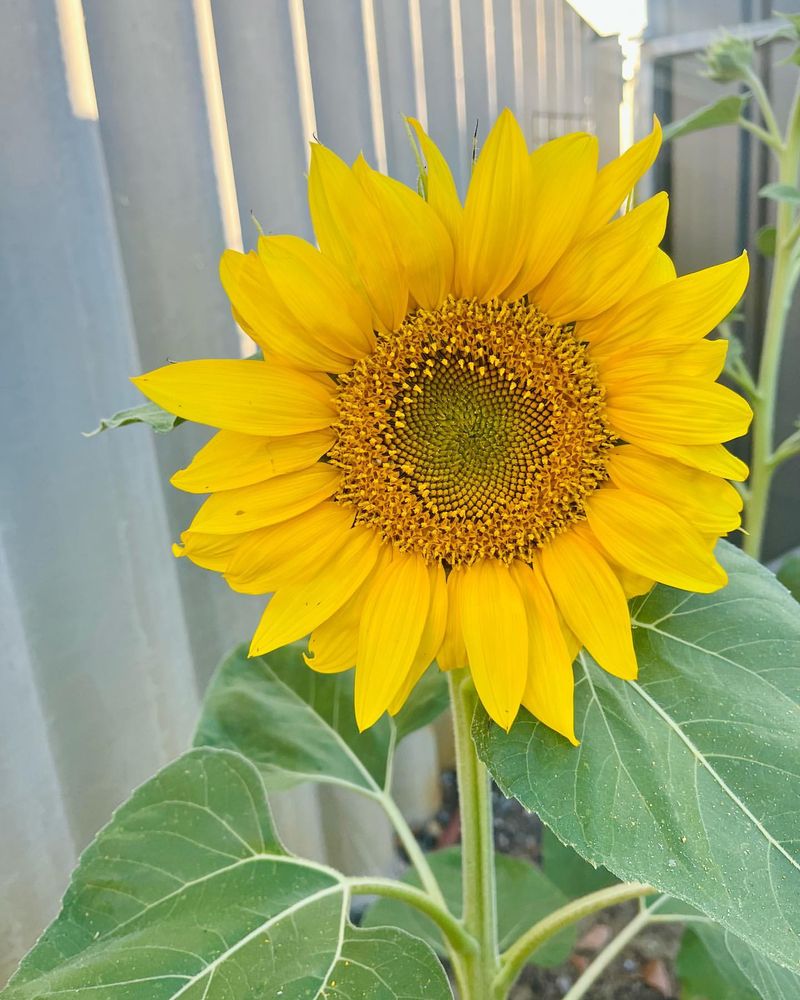 Giant Sunflower