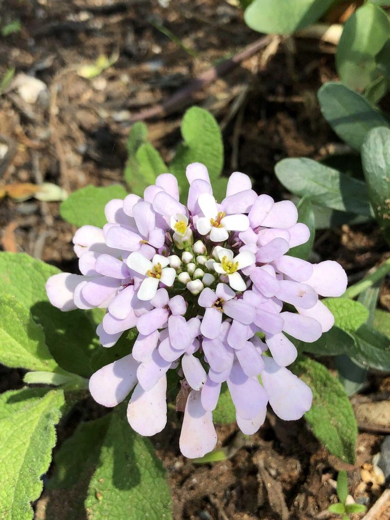 Gibraltar Campion