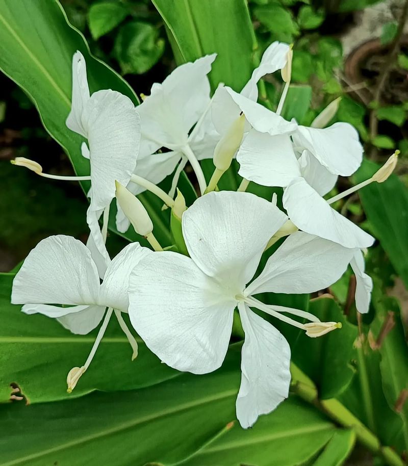 Ginger Lily