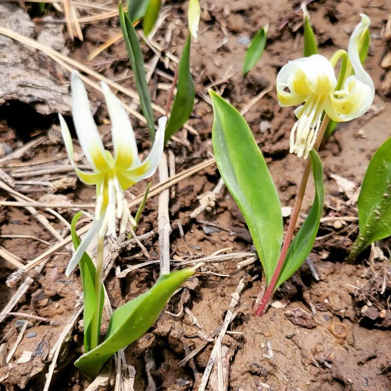 Glacier Lily