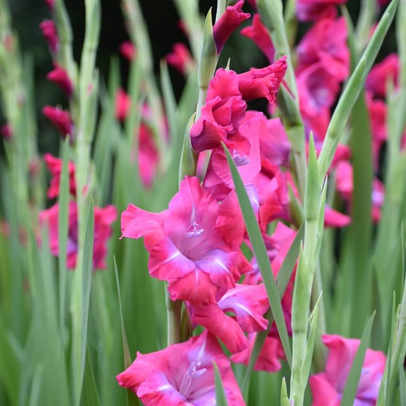 Gladiolus