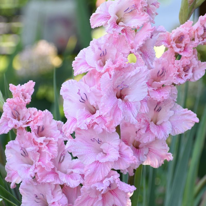 Gladiolus