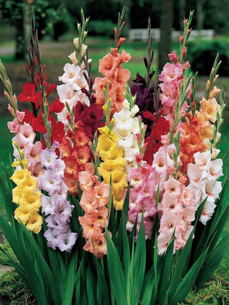 Gladiolus