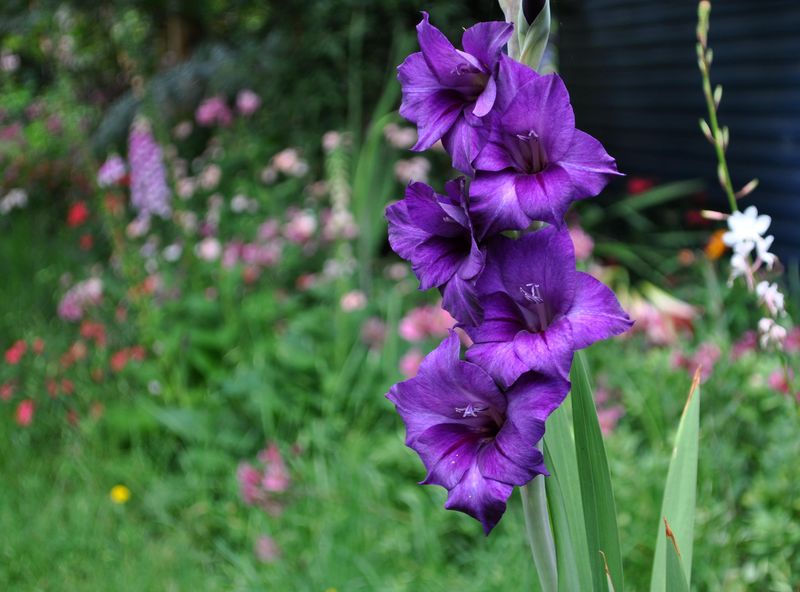 32 Tall Flowers That Create Vertical Drama In Your Garden