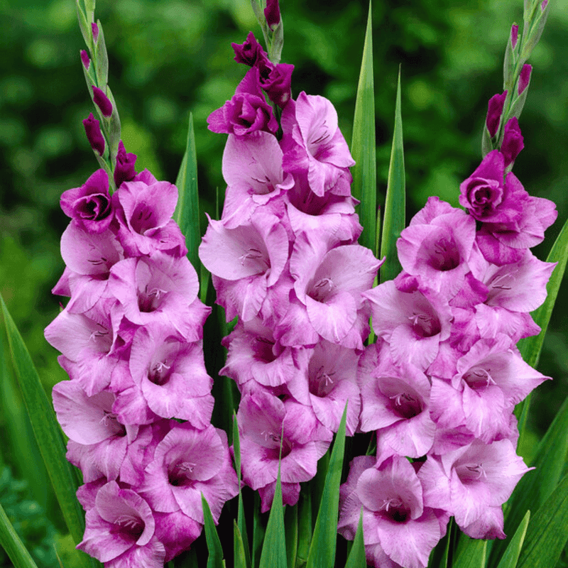 Gladiolus