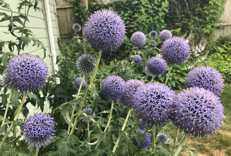 Globe Thistle