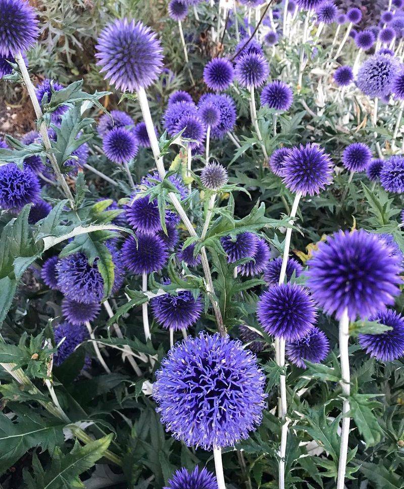 Globe Thistle