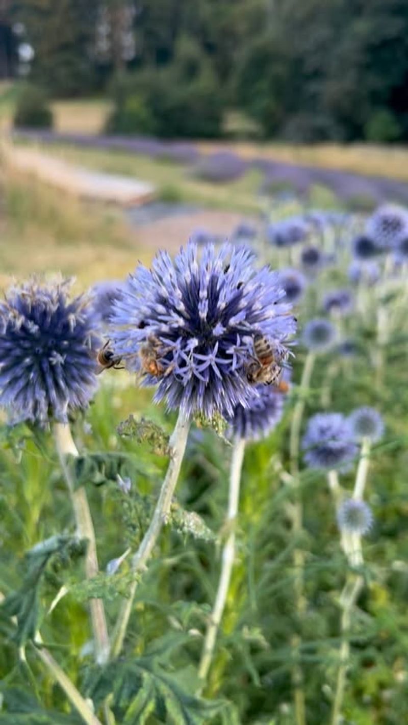 Globe Thistle