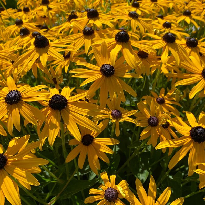 Gloriosa Daisy