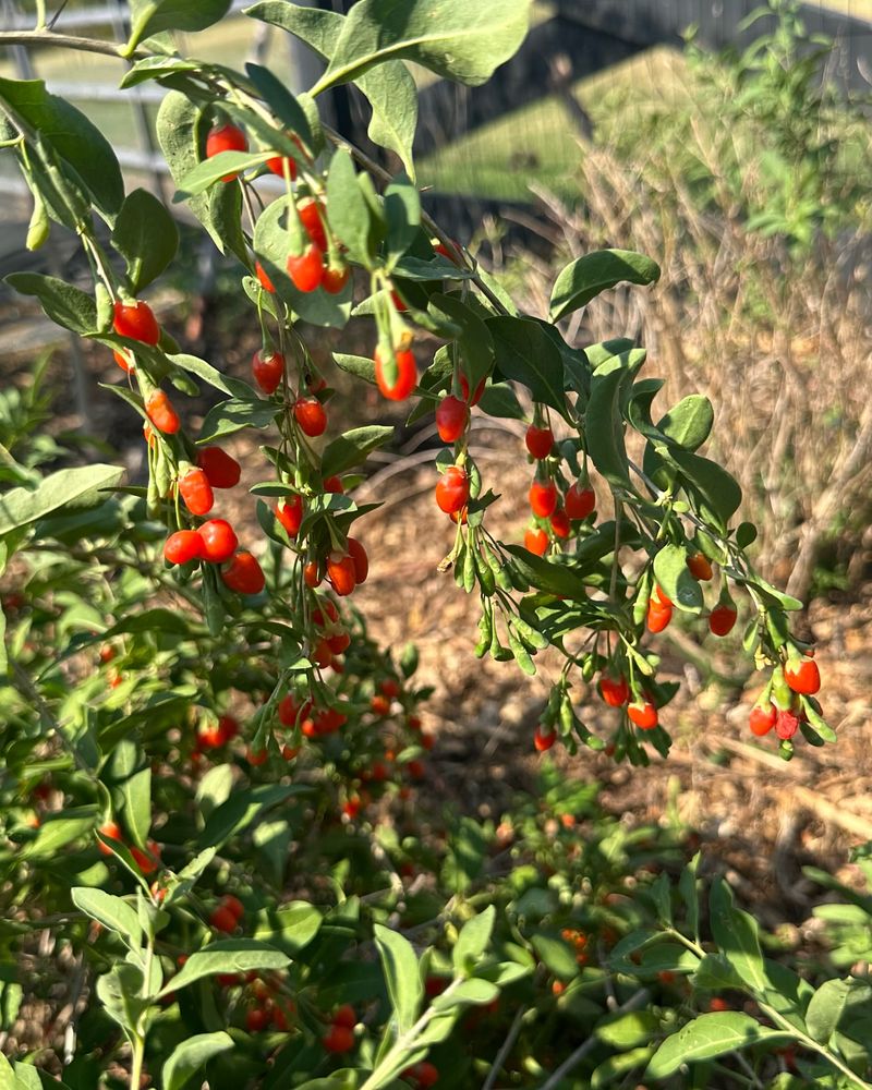 Goji Berry Tree