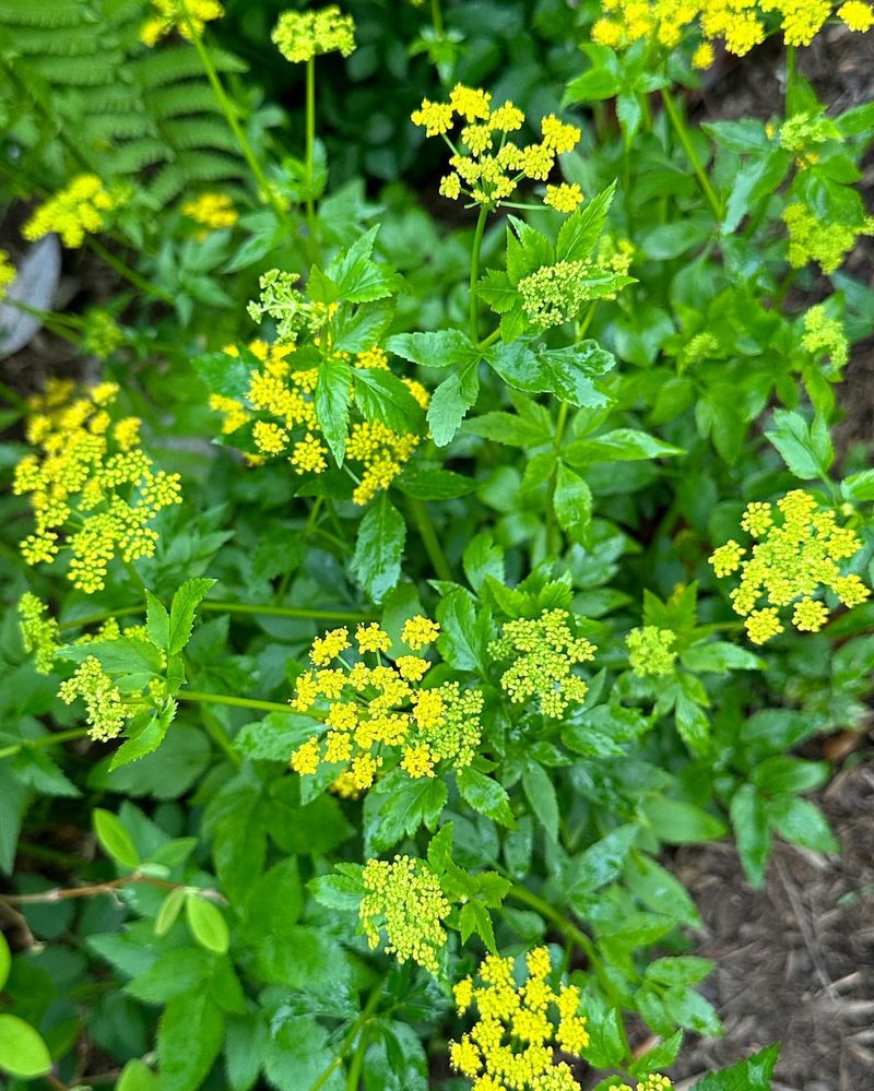 Golden Alexanders