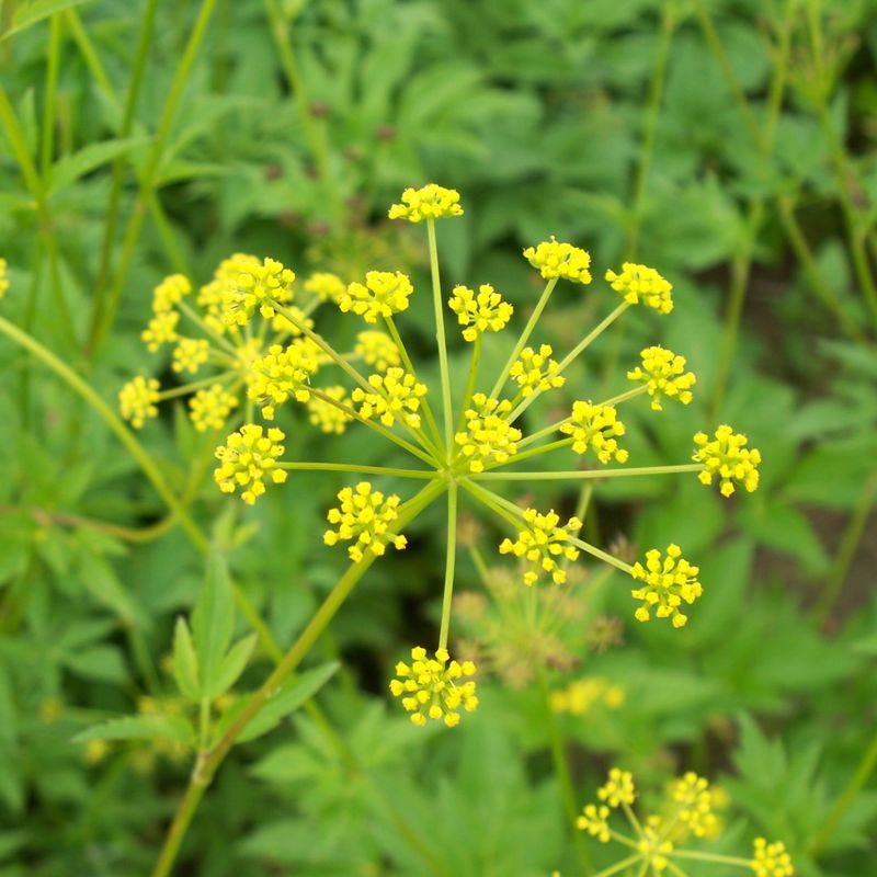 Golden Alexanders