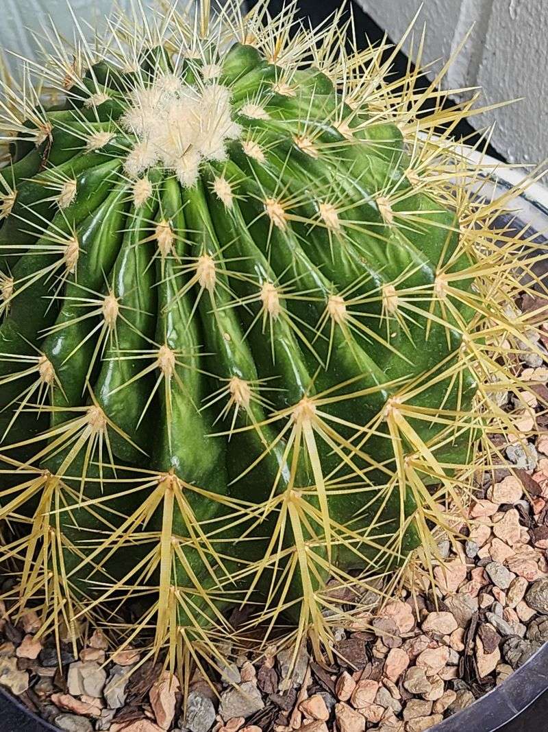 Golden Barrel Cactus