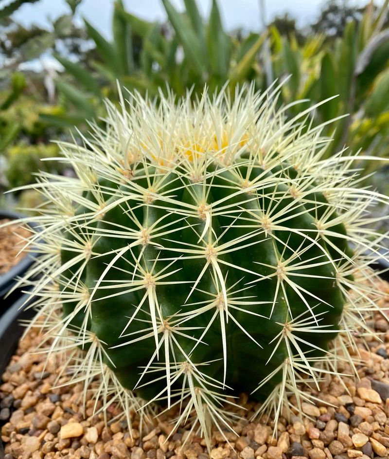 Golden Barrel Cactus