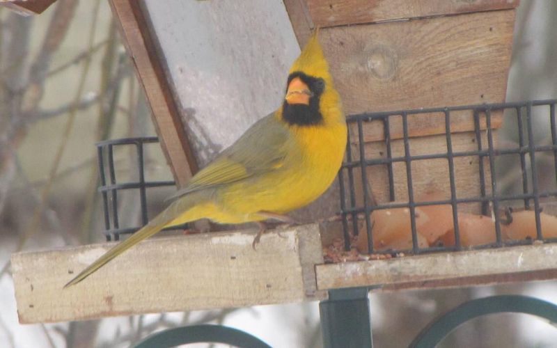 Golden Cardinal