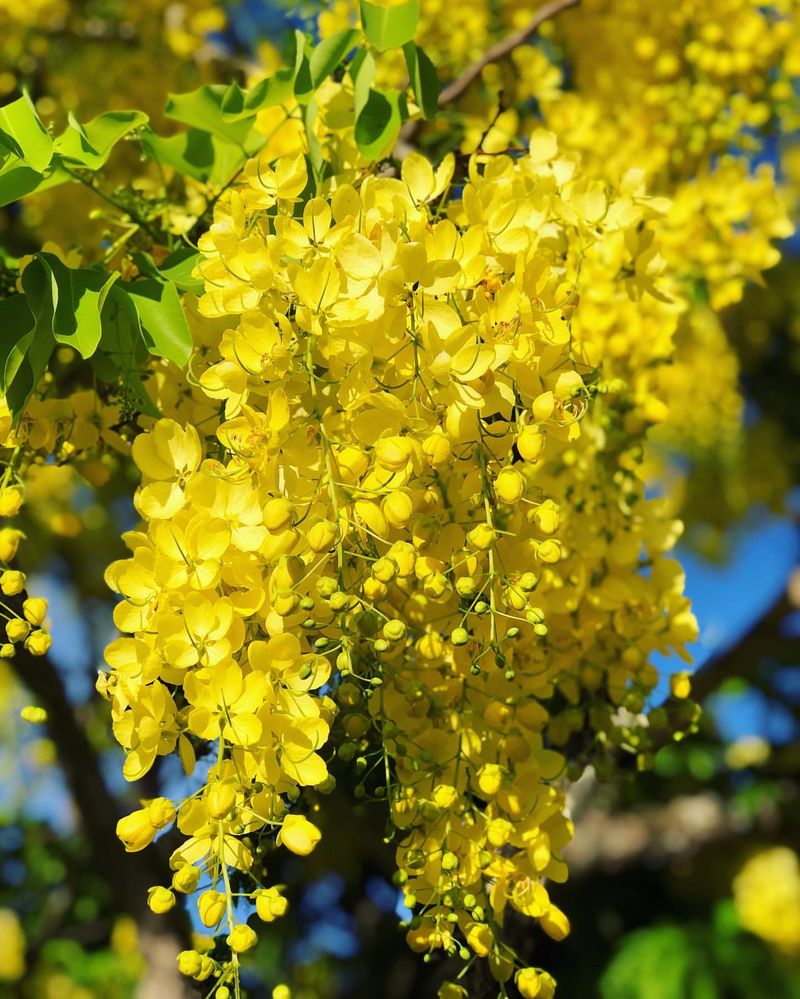 Golden Chain Tree