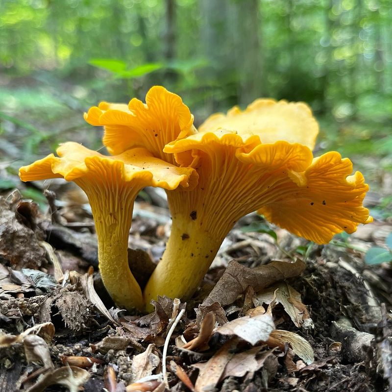 Golden Chanterelle