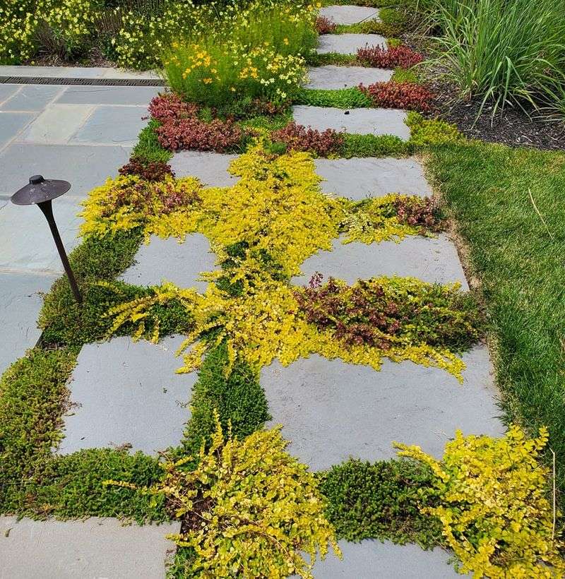 Golden Creeping Jenny