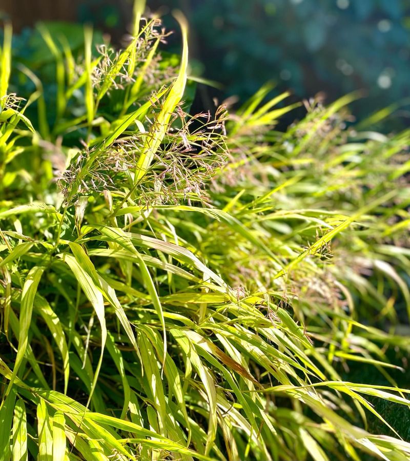 Golden Hakone Grass