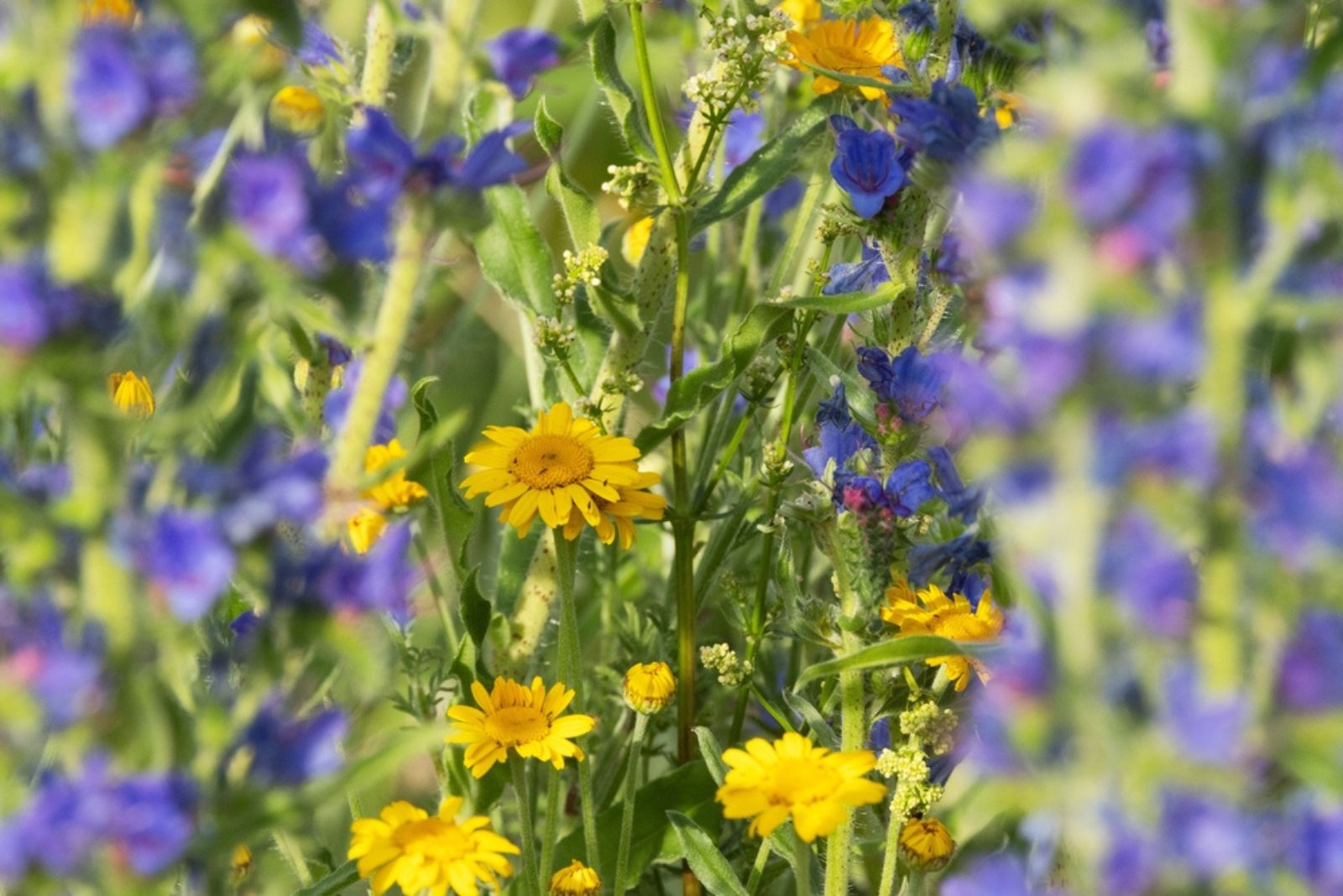 Golden Marguerites flower with blue perennials