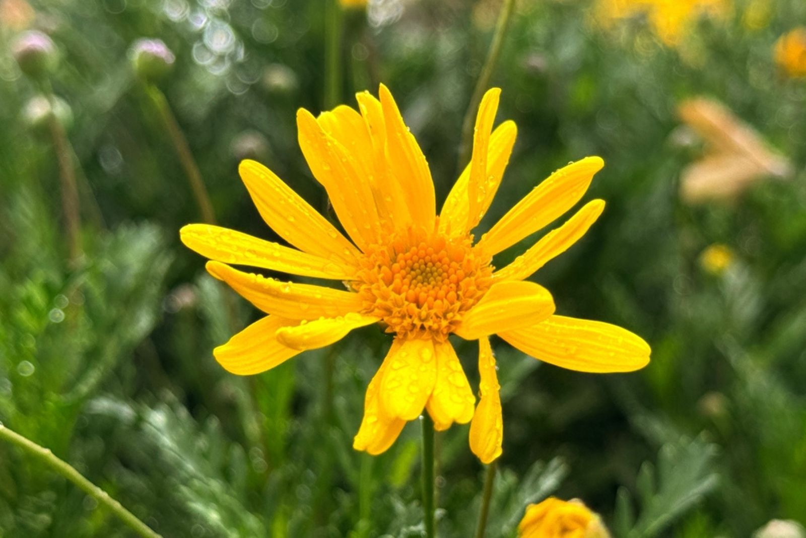 Golden Marguerites flower