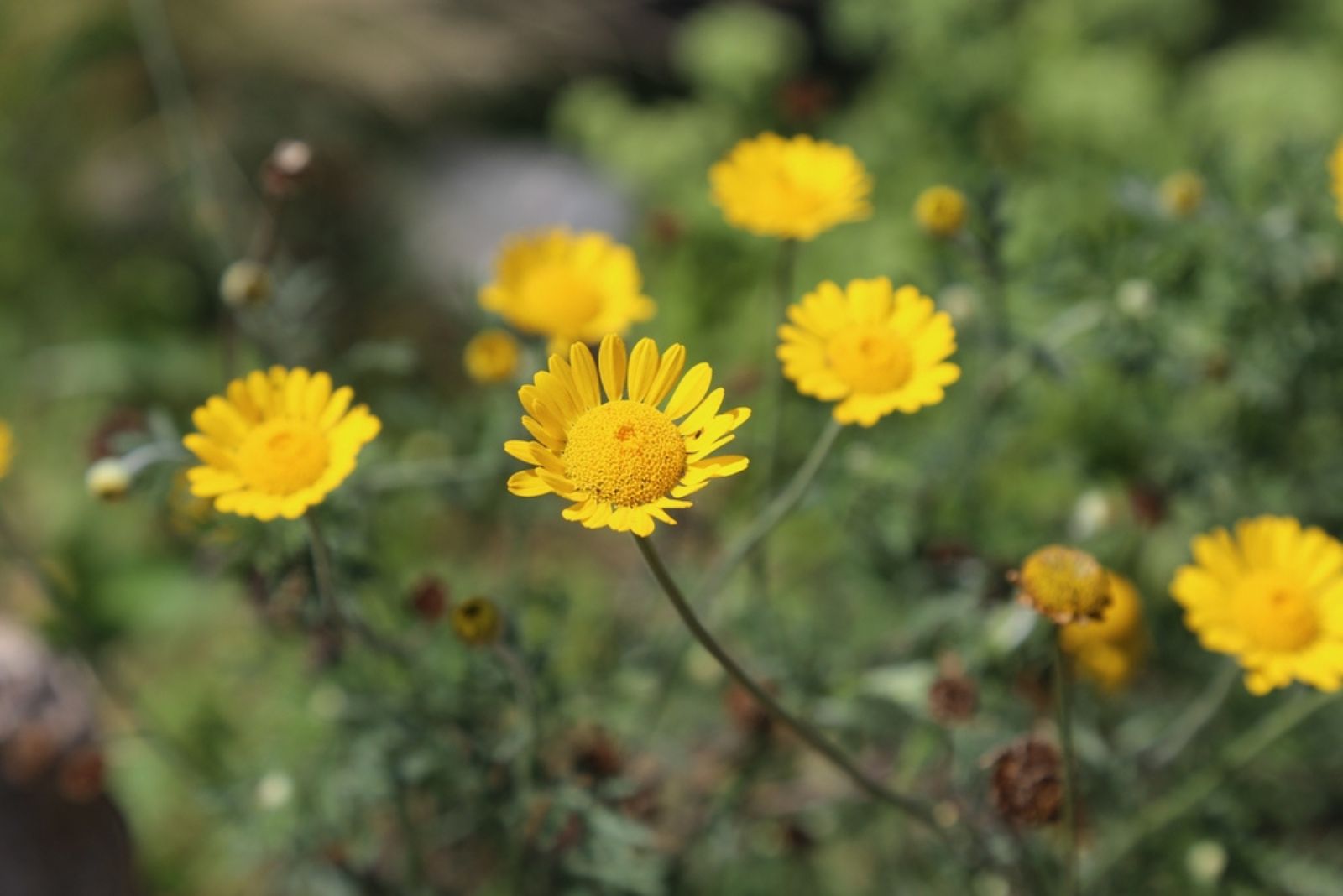 Golden Marguerites flowers