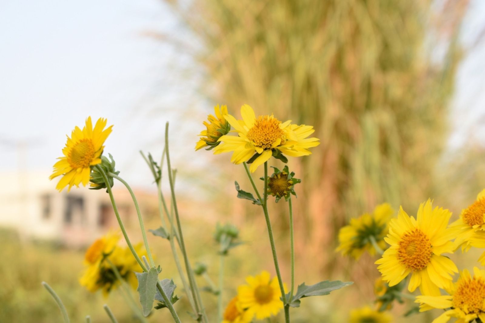 Golden Marguerites in sun