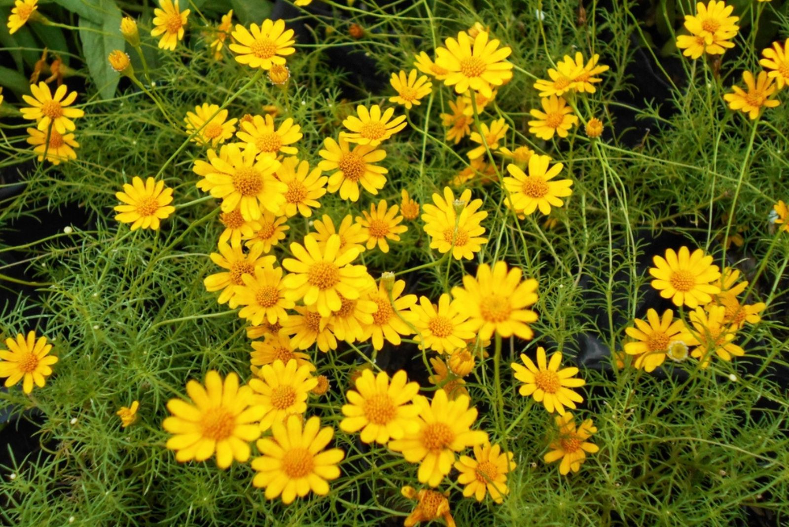 Golden Marguerites