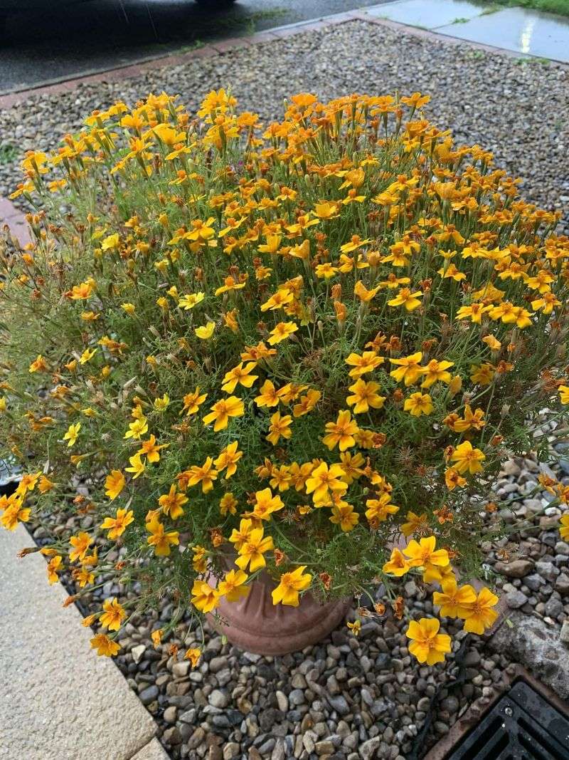 Golden Marigold Planters