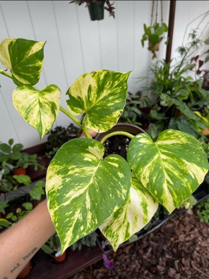 Golden Pothos