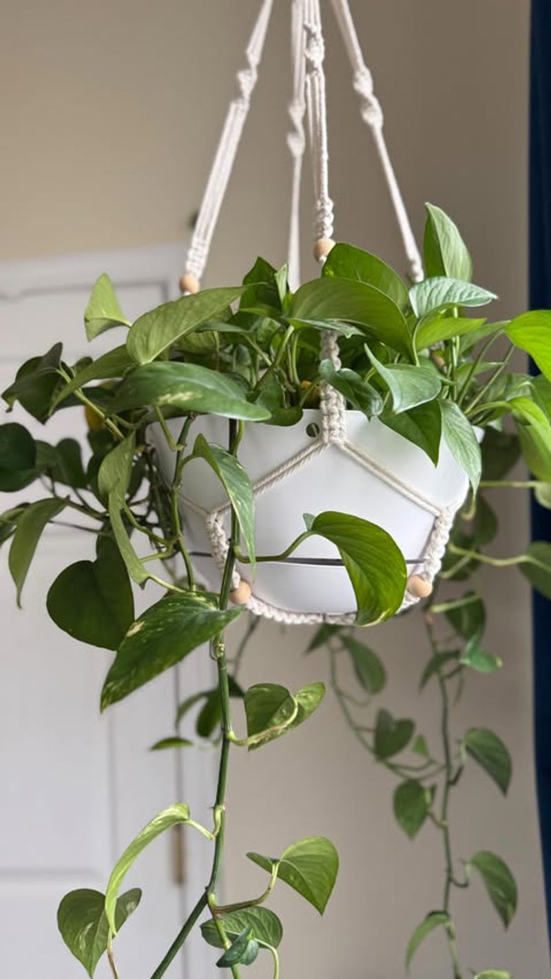 Golden Pothos