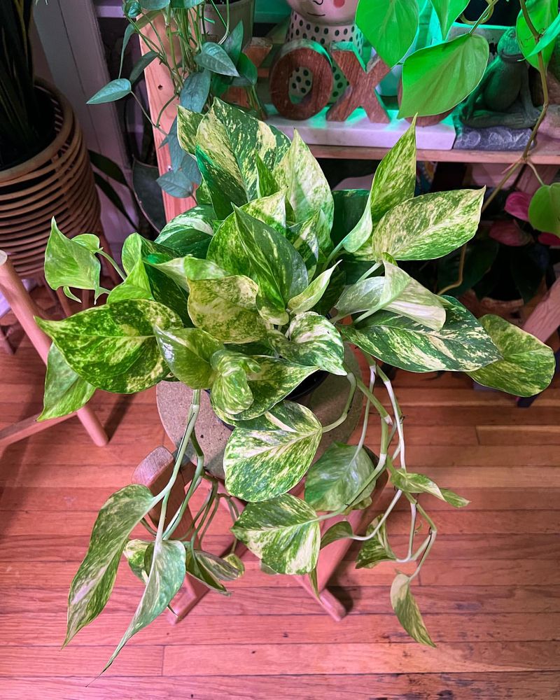 Golden Pothos