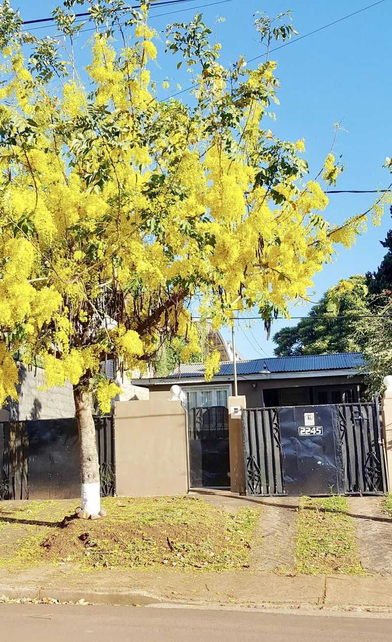 Golden Rain Tree