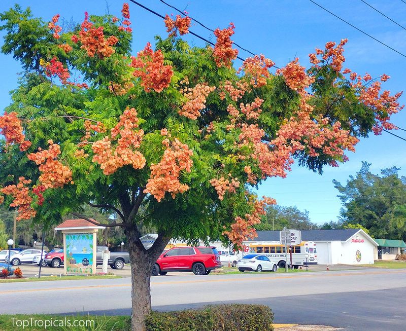 Golden Rain Tree