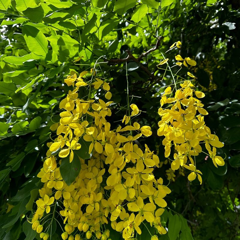 Golden Shower Tree